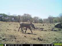 Warthog - Nuanetsi Ranch Zimbabwe